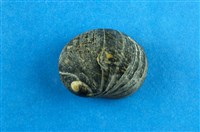 藏品(滑圓蜑螺)的圖片